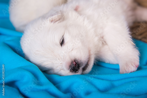 White fluffy small Samoyed puppy dog is sitting on blue © zanna_