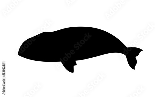 Silhouette of bowhead whale photo