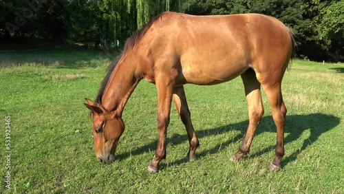 Beautiful little foal grazing in pasture. Brown horse eating green grass. Little foal equus caballus with black tail and mane on the field. Ginger perissodactyla pluck and eating plants on sunny day. photo