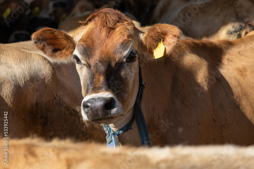 A jersey breed cow looking at the camera