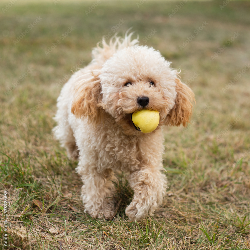 Cute shaggy toy poodle on the lawn frolic vigorously on a walk