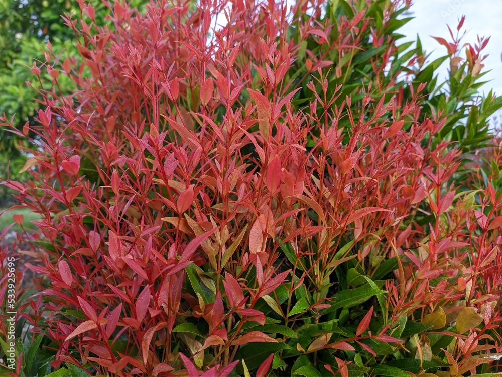 red shoots plants (Syzygium paniculatum) in the morning red shoots plants (Syzygium paniculatum) in the morning