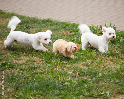 Apricot toy poodle has fun playing on a walk with white bichons - decorative dog breeds © andrey gonchar
