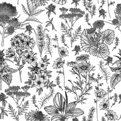 Seamless vector pattern of medical plants and herbs in engraving style. Linear chamomile, chicory, clover, lavender, plantain, valerian, echinacea, rosehip, coltsfoot, ginkgo, nettle, St. John's wort
