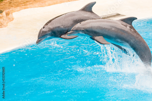 Print op canvas Two bottlenose dolphins jumping in an aquarium pool