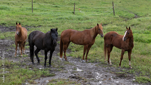 Many beautiful horses in a field
