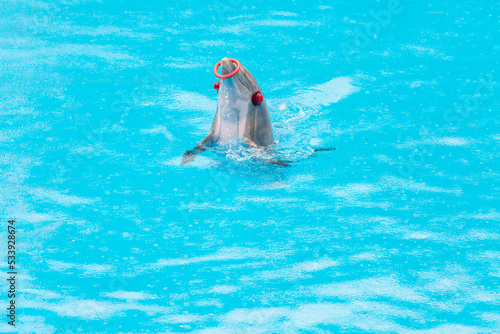 Bottlenose dolphin or Tursiops truncatus catching a ring with blindfolded eyes in a pool