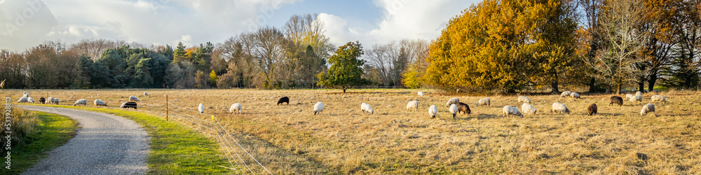Country road and flock of Landes sheep in a meadow on an Autumn day in southwest France Country road and flock of Landes sheep in a meadow on an Autumn day in southwest France