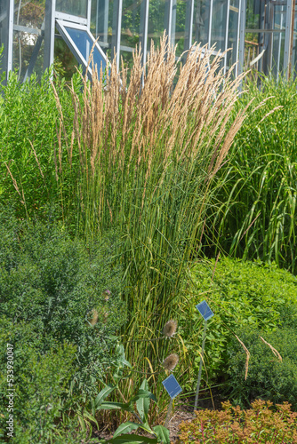 Veinik ostrotsvetkovy;  calamagrostis, an ornamental cereal plant, grown in the garden