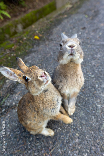 見上げるウサギ © 鉄朗 廣田