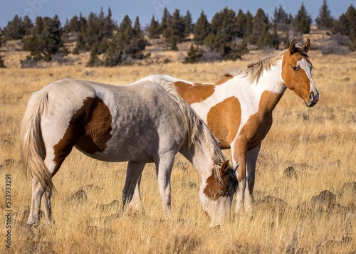 Beautiful horses grazing in the Steen Mountains of Oregon photo