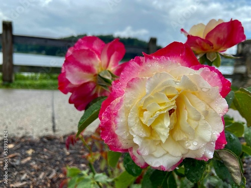 Closeup shot of a beautiful pink garden rose from Lake Junaluska, North Carolina photo