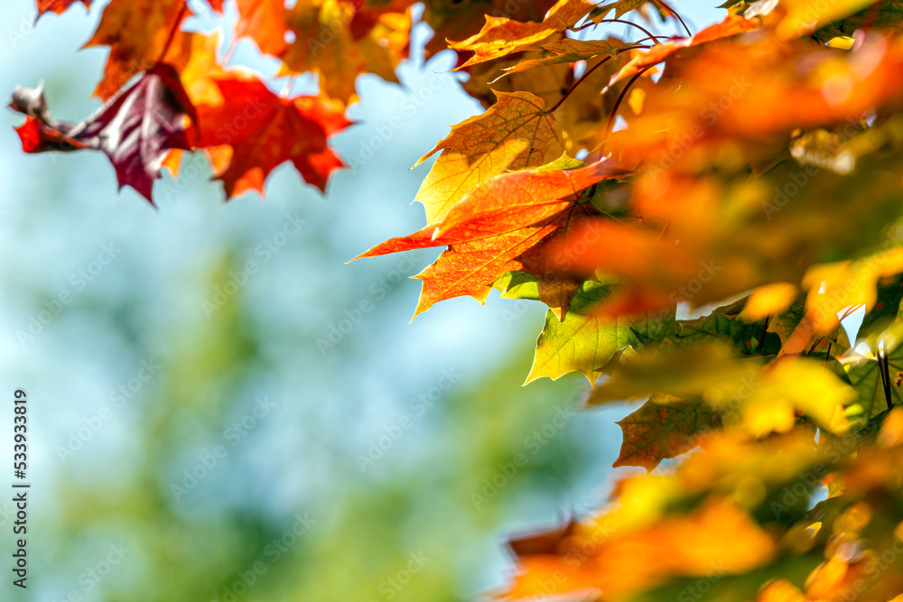 autumn maple leaves. bright leaves of trees in autumn park autumn maple leaves. bright leaves of trees in autumn park