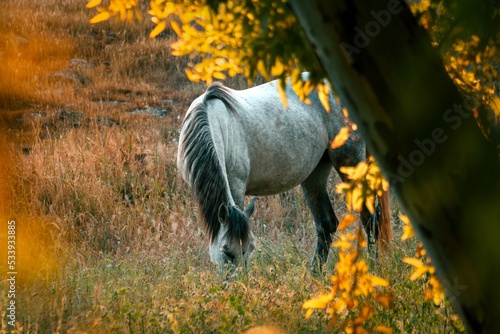 Closeup shot of a Polish Konik grazing in the forest photo