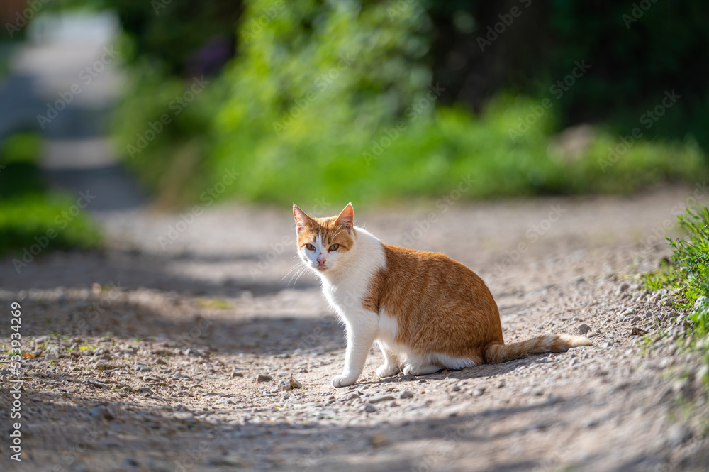 A beautiful ginger cat walks around the yard on a sunny summer day. A beautiful ginger cat walks around the yard on a sunny summer day.