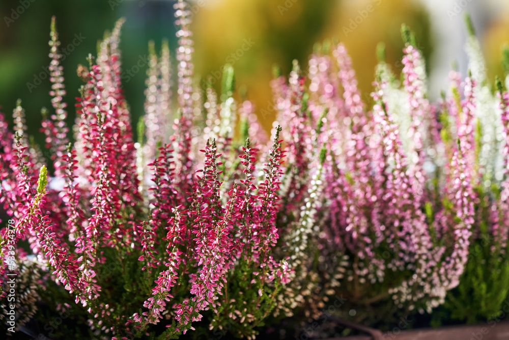 Obraz premium Blooming heather or Calluna vulgaris plant outdoors in autumn