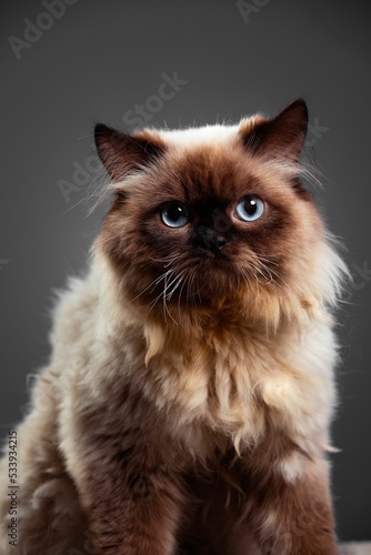 Vertical shot of a Himalayan cat against the black background