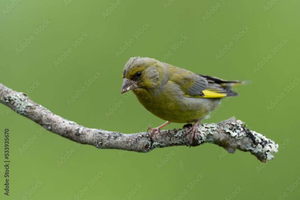 Obraz premium European Greenfinch (Chloris chloris) on a branch