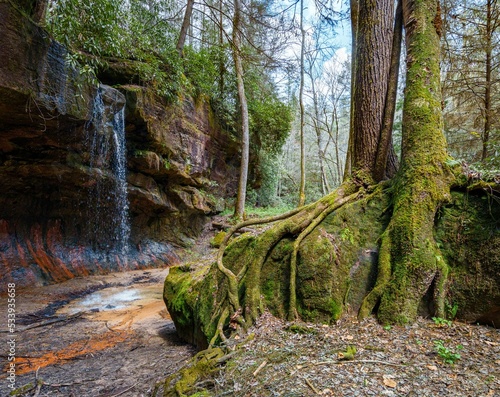 Red River Gorge Waterfall and Rooty Tree photo