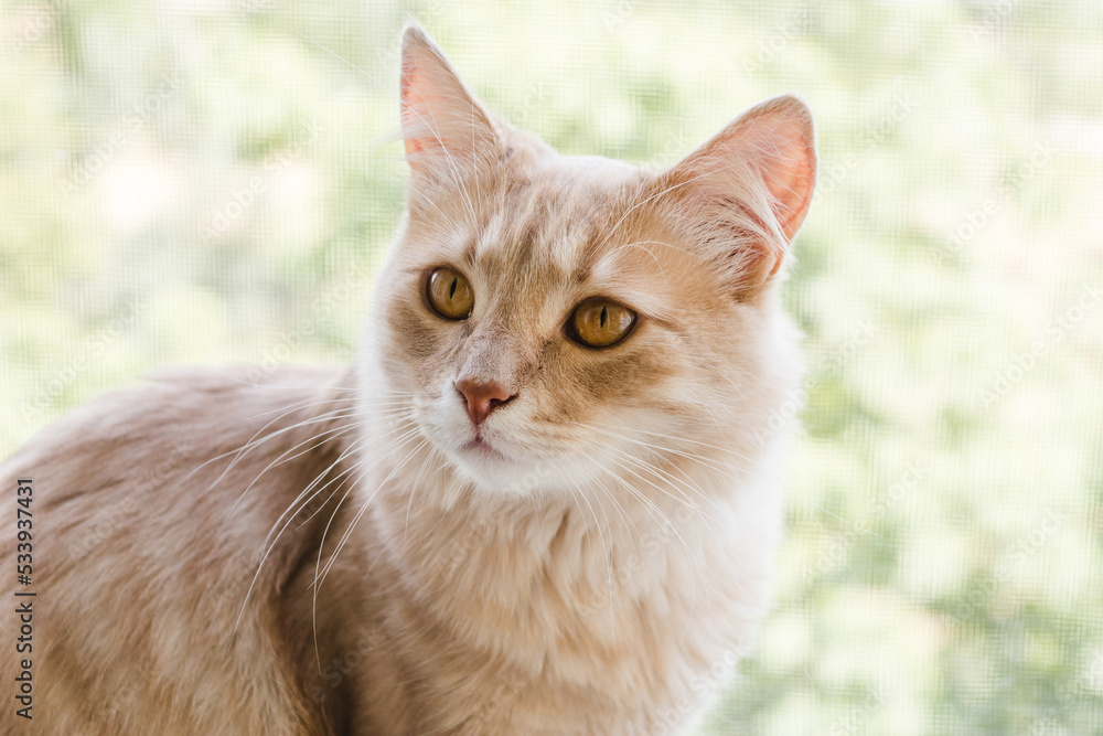 Close up portrait of cute ginger cat with gold eyes looks away. Domestic funny pet. Beautiful fluffy orange cat sits on the open window with a view outside. Pets care concept