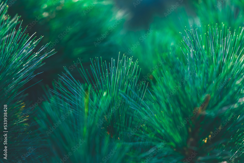 Fototapeta premium Forest background of pine needles. Christmas tree branches. Nature New Year concept. Festive design. Abstract natural green coniferous wallpaper. Macrophotography