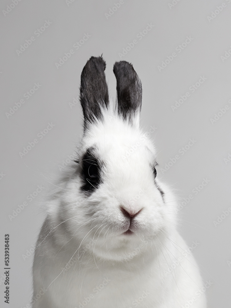 black and white portrait of sweet white rabbit black and white portrait of sweet white rabbit
