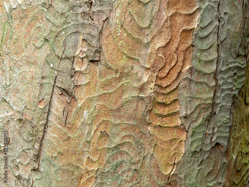 Tree bark pattern for background and texture