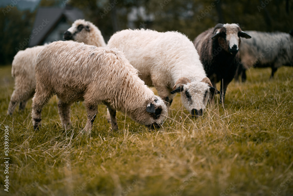 Beautiful sheep stand on the green grass in the mountain area. Sheep eating grass on a green meadow. Beautiful sheep stand on the green grass in the mountain area. Sheep eating grass on a green meadow.