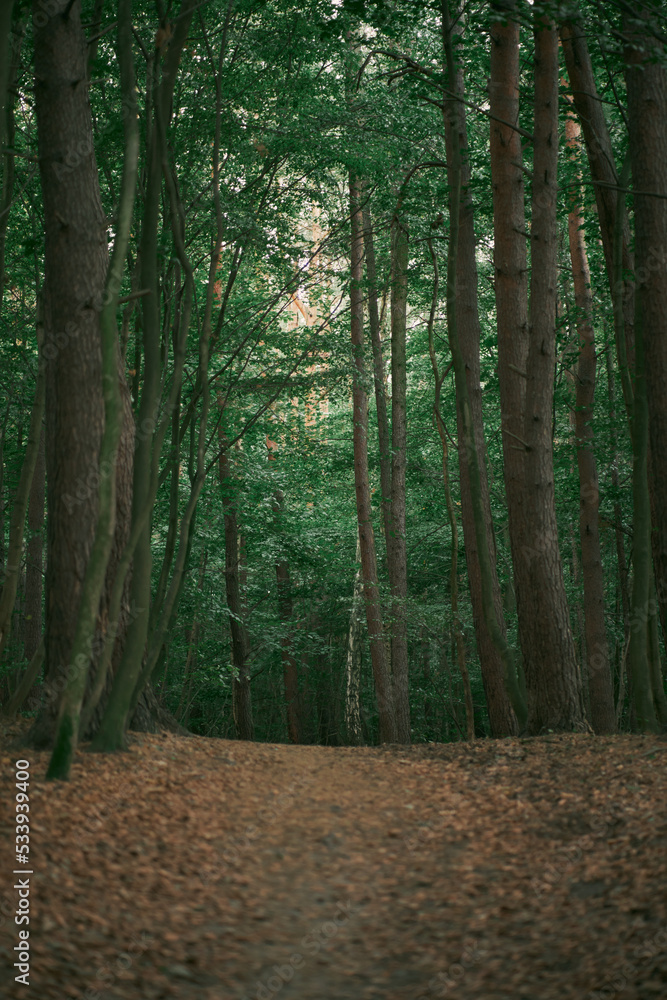 Fototapeta premium Pathway in the forest with bokeh.