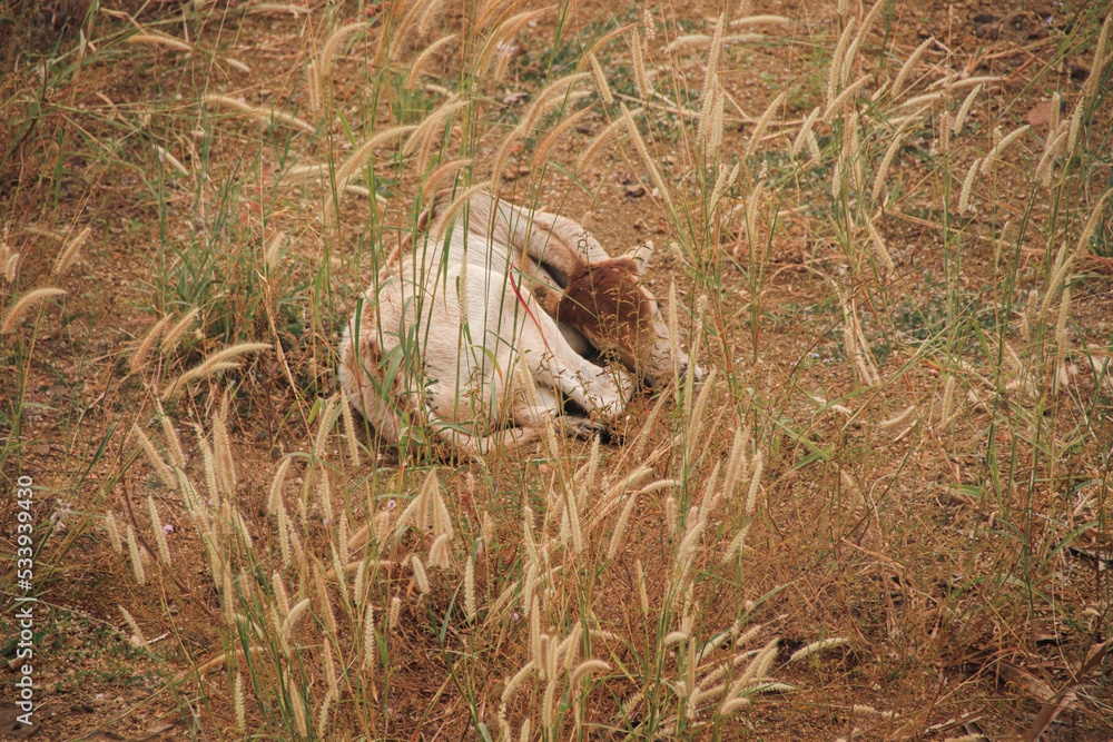 A cute calf resting among the swaying grass in the field during a warm summer day A cute calf resting among the swaying grass in the field during a warm summer day