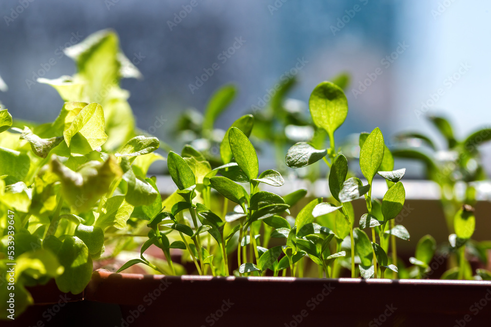 Parsley sprouts in the ground and leaves close-up. Young green parsley  seedlings. Growing greenery at home on the window. Microgreen in a pot.  Home garden, greenhouse. Photos | Adobe Stock