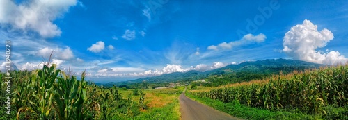 View of mountain country road and corn fields  © Sudrajat