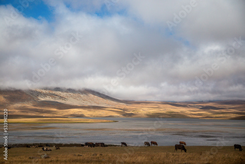 Landscape with cows on the Georgian-Armenian border 