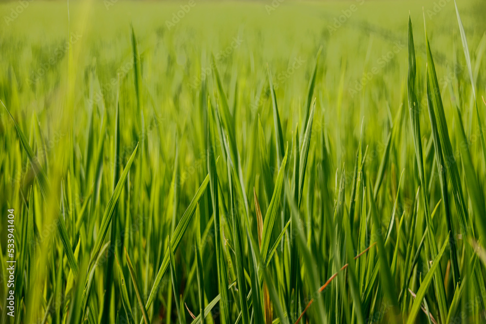 Close up texture of lush green grass illuminated by the early morning light
