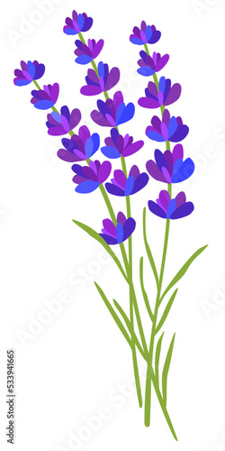 Lavender flowers. Vector floral illustration isolated on white background.