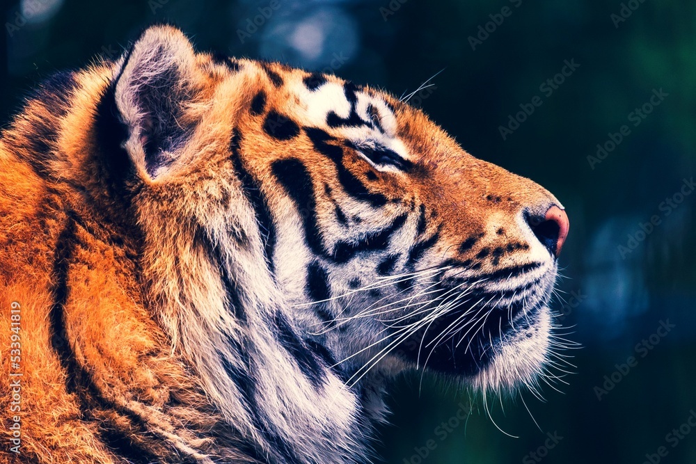 Fototapeta premium A colorful wildlife side headshot portrait of a Siberian tiger lying down. The big cat is a dangerous predator, has orange and white fur with black stripes and is looking around to find some prey.