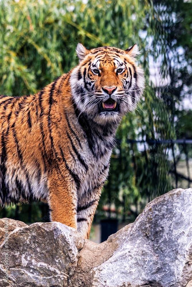Obraz premium A close portrait of a siberian tiger standing on some rocks looking straight into the camera. The big cat predator animal has orange and white fur with black stripes.