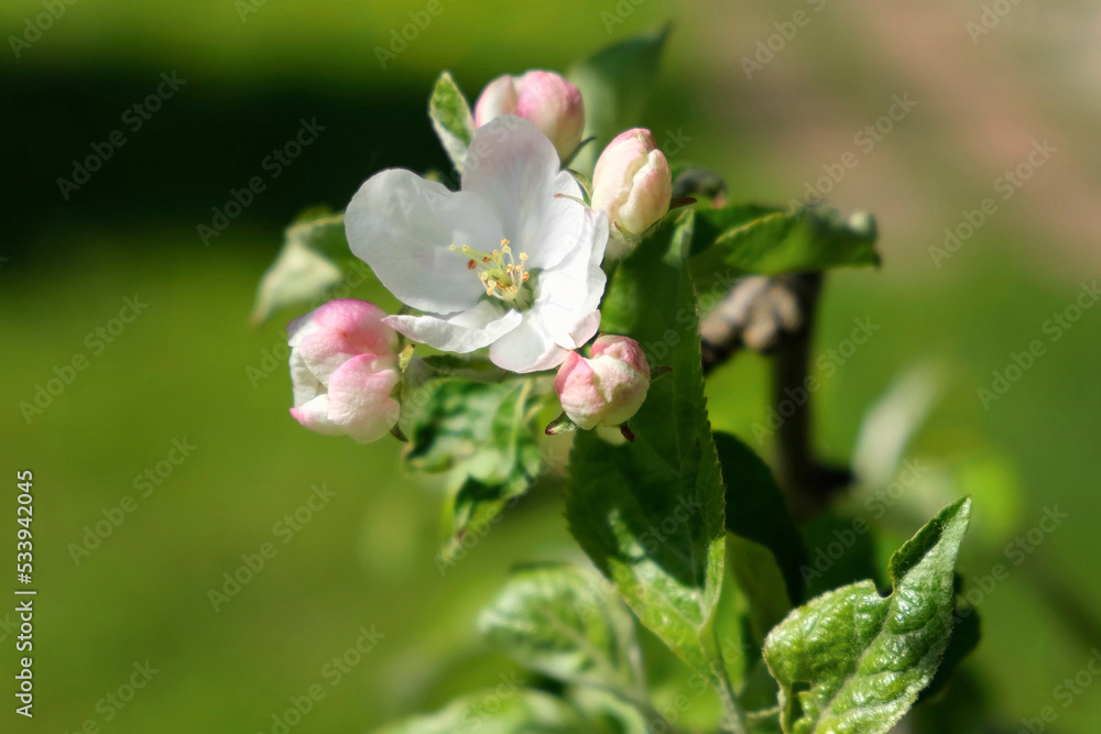 Big Pink Apple Flower on Green Blurred Background. Close up. Spring Blossom in the Apple Orchard. Macro. Blooming Fruit Tree Branch. Plum, Cherry Blossoming Flower. Tranquil Nature. Garden. Idyllic Big Pink Apple Flower on Green Blurred Background. Close up. Spring Blossom in the Apple Orchard. Macro. Blooming Fruit Tree Branch. Plum, Cherry Blossoming Flower. Tranquil Nature. Garden. Idyllic