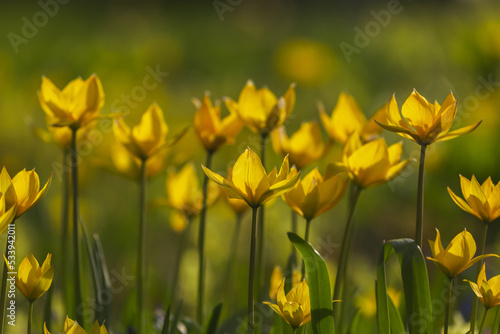 Yellow tulips field close-up. Tulipa sylvestris flowers. Floral background for design, postcards, posters, banners. Delicate petals on a dark background. Romantic wallpaper