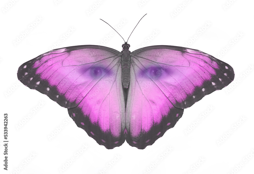 Obraz premium Pink Butterfleyes Watching You - spiritual paranormal concept of magenta butterfly with human eyes peering out isolated on a white background 
