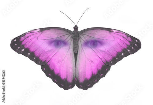 Pink Butterfleyes Watching You - spiritual paranormal concept of magenta butterfly with human eyes peering out isolated on a white background  © Nikki Zalewski
