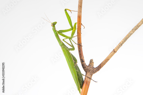 green praying mantis sits on a tree branch on a white background. insect predator. nature and zoology