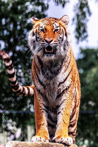 A portrait of a siberian tiger standing proud on a rock. The striped dangerous predator is looking around to spot some prey and the animal looks straight into the camera.