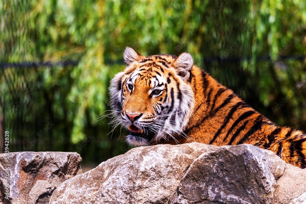 Obraz premium A portrait of a dangerous siberian tiger lying behind a rock and actively searching for some prey. The predator animal is a big cat and has an orange and white fur with black stripes.