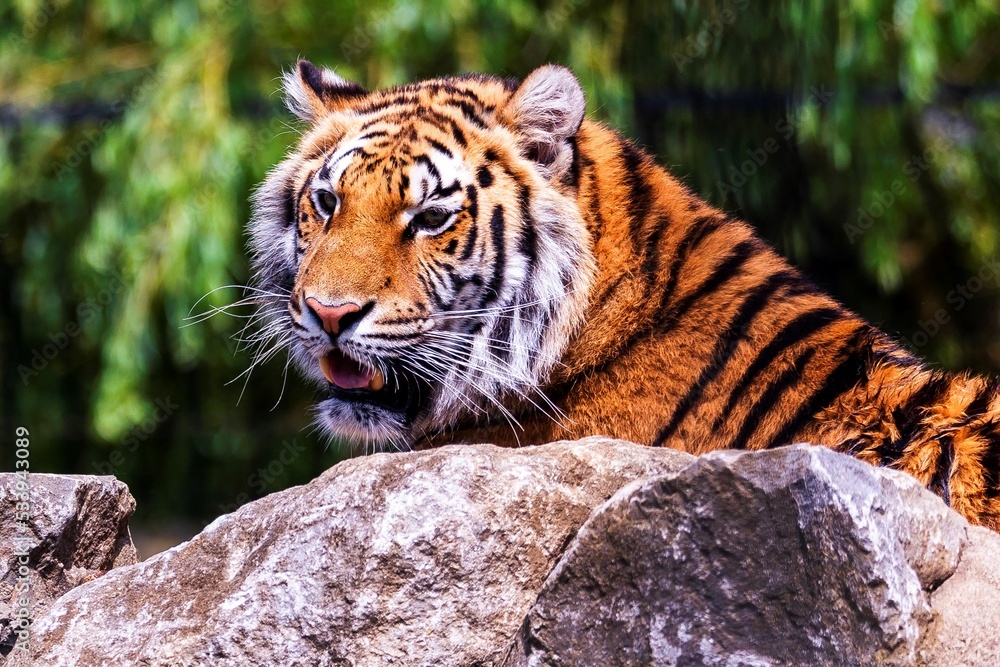 Obraz premium A close up portrait of a siberian tiger lying behind a rock and actively searching for some prey. The predator animal is a big cat and has an orange and white fur with black stripes.