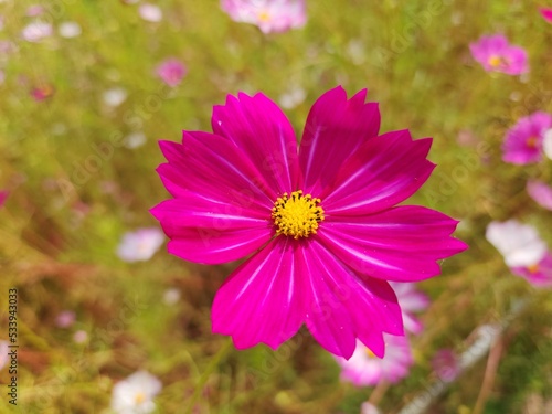 cosmos flower - beautiful pink flower - autumn flowers - flower close-up macro photography