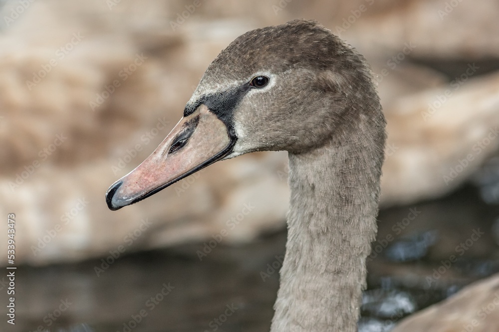 Close up portrait of a young grey coloured mute swan with pink beak and wet feathers.