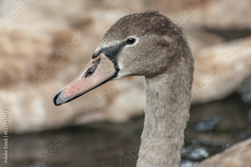 Obraz na płótnie Close up portrait of a young grey coloured mute swan with pink beak and wet feathers. w salonie