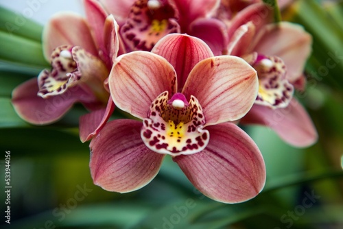 Fotografía Closeup shot of a boat orchid