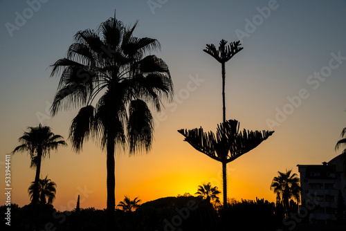 Palm tress at the sunset. Orange background
